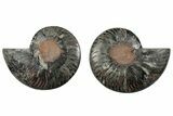 Cut & Polished Ammonite Fossil - Unusual Black Color #286629-1